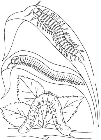 Caterpillar And Centipedes Coloring Page